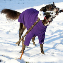 Dog Sweater, Dark Purple