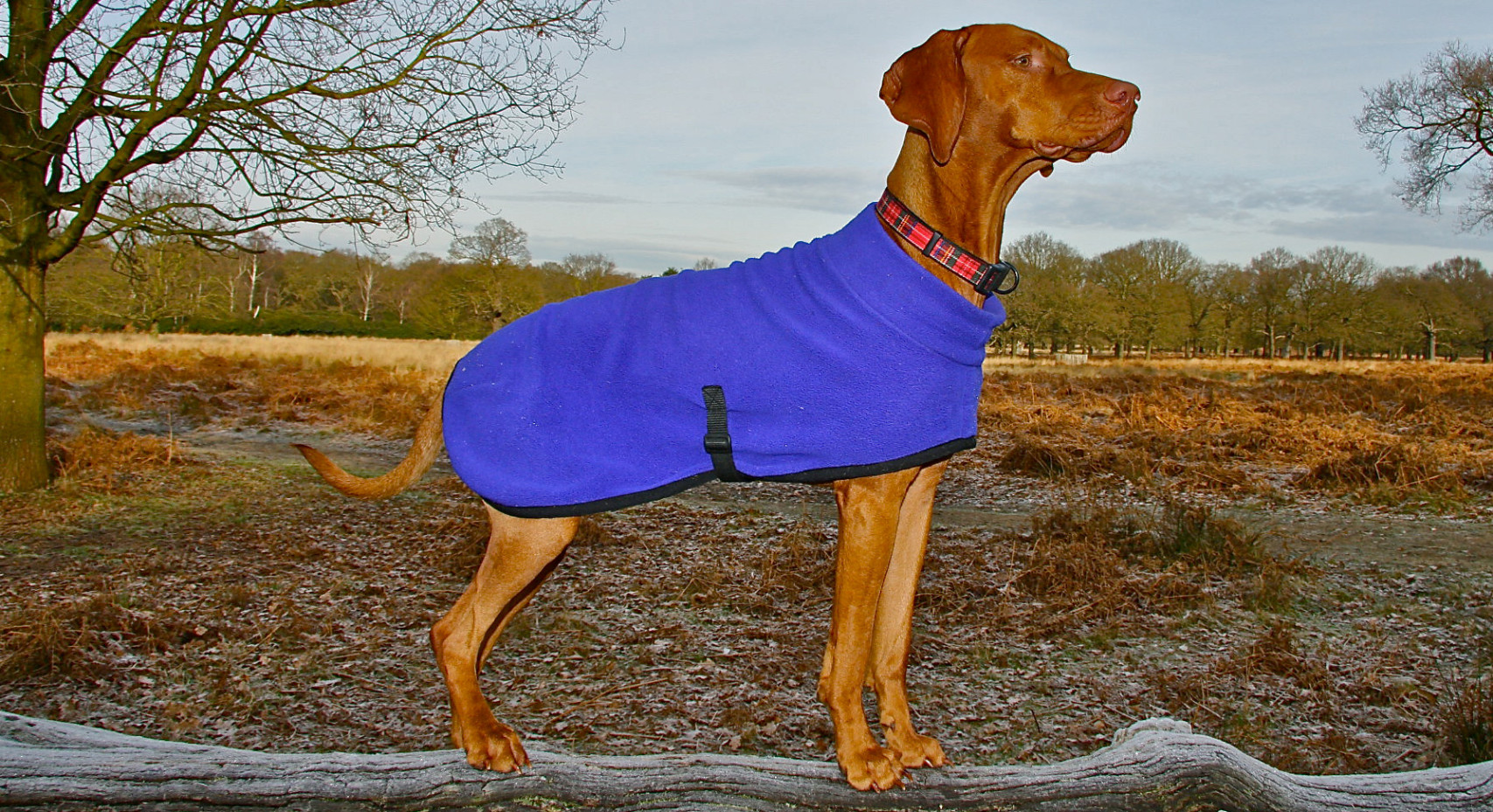 Polartec Fleece Dog Coats, Dog Sweaters, Summer Suits, TShirts, Shorts