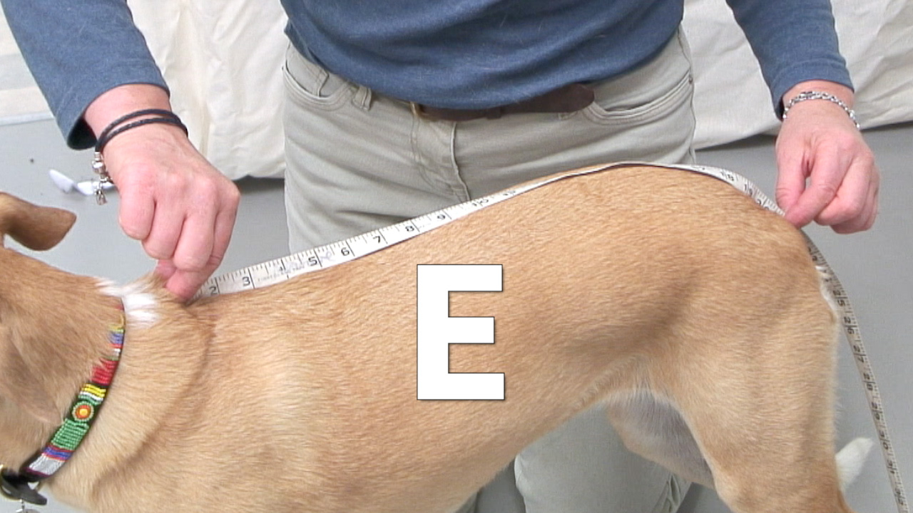 Polartec Fleece Dog Suit Rainproof, Breathable, Warm and Washable