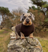 Dachsie Sweater, Dark Brown