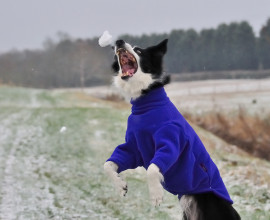 Dog Sweater, Cobalt Blue