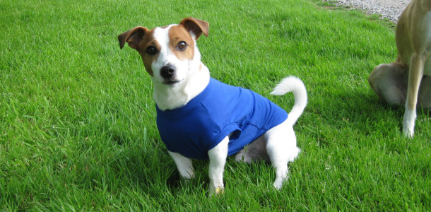 Polartec Fleece Dog Dog Sweaters, Summer Suits, Shorts -