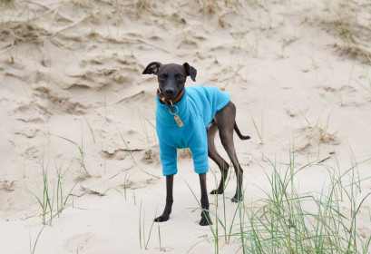 Dog Sweater, Teal