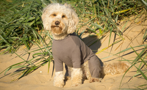 Polartec Fleece Dog Dog Sweaters, Summer Suits, Shorts -