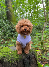 Dog Tank Top, Lavender