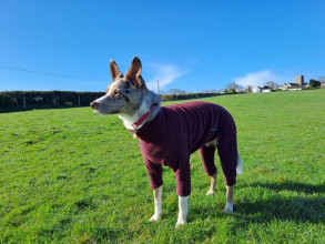 Dog Suit, Mulberry