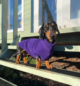 Dachsie Sweater, Dark Purple