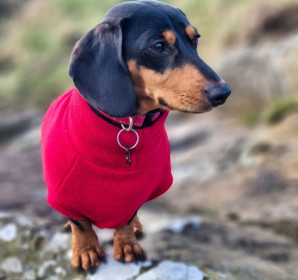 Dachsie Sweater, Red