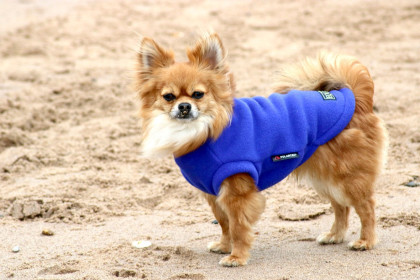 Dog Tank Top, Cobalt Blue