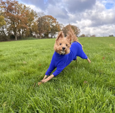 Dog Suit, Cobalt Blue