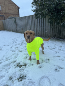 Dog Sweater, Fluorescent Yellow Dog Sweater, Fluorescent Yellow
