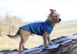 Dog Tank Top, Dark Teal