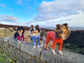 Summer Suit, Raspberry Red, Cornflower Blue, Orange