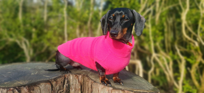 Dachsie Sweater