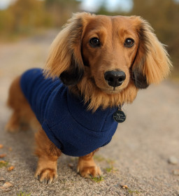 Dachsie Sweater, Navy