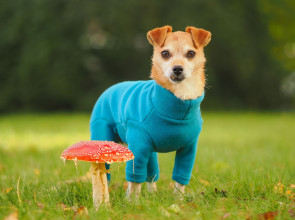 Dog Suit, Teal