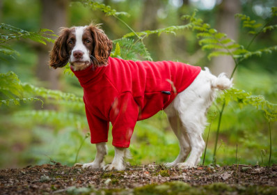 Dog Sweater, Red