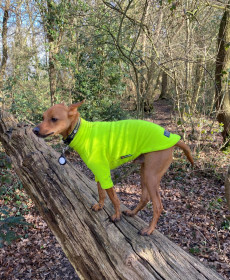 Dog Sweater, Fluorescent Yellow