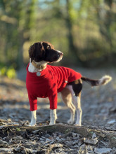 Dog Sweater, Red