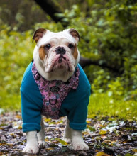 Dog Sweater, Teal