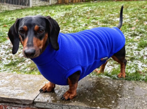 Dachsie Sweater, Cobalt Blue