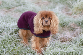 Turtle Neck Coat, Mulberry