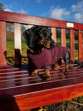 Dachsie Sweater, Mulberry