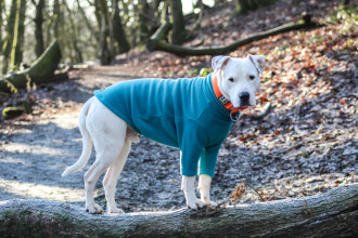 Dog Sweater, Teal