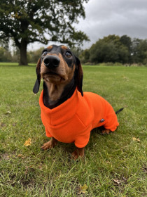 Dachsie Suit, Blaze Orange