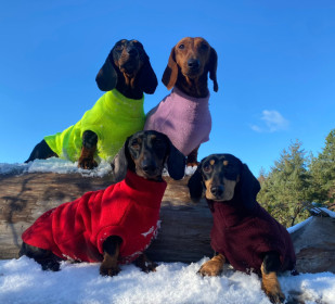 Dachsie Sweater, Red, Mulberry, Pale Heather, Fluorescent Yellow