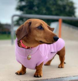 Dachsie Sweater, Pale Heather