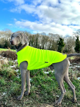 Dog Tank Top, Fluorescent Yellow