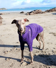 Dog Sweater, Dark Purple