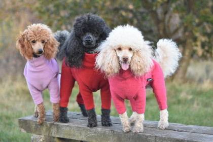 Dog Suit, Red, Pale Heather, Soft Fuchsia