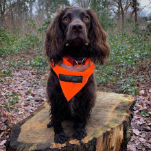 Ultra-brite Neckerchief, Blaze Orange