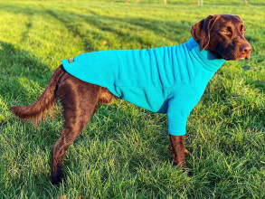 Dog Sweater, Teal