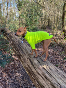 Dog Sweater, Fluorescent Yellow