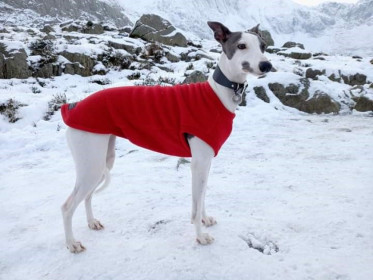 Dog Tank Top, Red