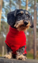 Dachsie Sweater, Red