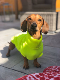Dachsie Sweater, Fluorescent Yellow