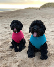Dog Tank Top, Teal, Soft Fuchsia