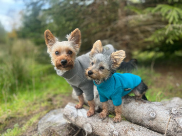 Dog Sweater, Teal, Koala Gray
