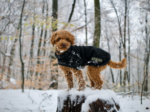 Turtle Neck Coat, Black