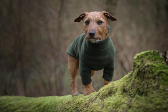 Dog Sweater, Loden Green