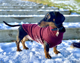 Dachsie Sweater, Mulberry