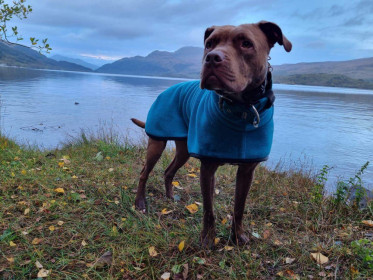 Turtle Neck Coat, Teal