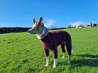Dog Suit, Mulberry