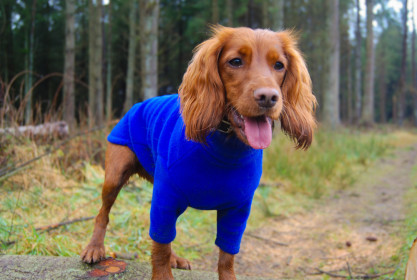 Dog Sweater, Cobalt Blue
