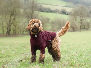 Dog Sweater, Mulberry