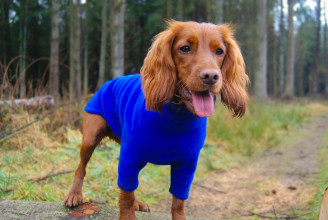 Dog Sweater, Cobalt Blue